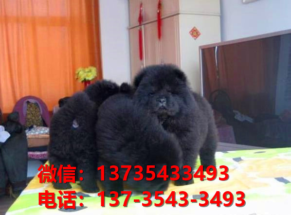 郑州狗场出售纯种松狮犬哪有卖 宠物狗市场在哪