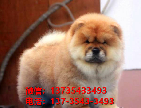 纯种松狮幼犬肉嘴紫舌头松狮犬郑州宠物狗市场