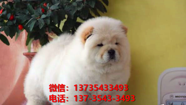 纯种松狮幼犬肉嘴紫舌头松狮犬太原宠物狗市场在哪里卖狗买狗