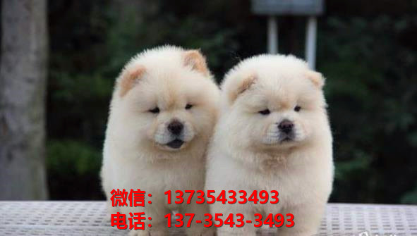 纯种松狮幼犬肉嘴紫舌头松狮犬太原宠物狗市场在哪里卖狗买狗