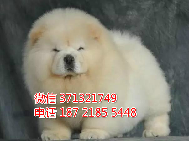 太原 松狮犬出售纯种幼犬 太原狗场繁殖太原犬