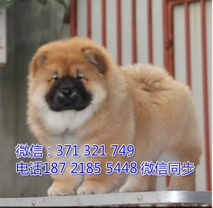 全国特惠松狮纯种幼犬 支持上门 支持空运汽运 包健康酵