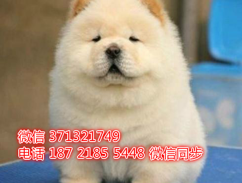 特价 松狮犬出售纯种幼犬 专业繁殖专业发货 可上门看籽