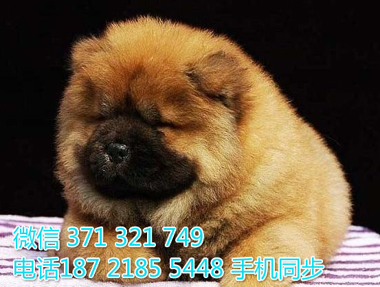  特惠松狮纯种幼犬出售 支持上门支持空运汽运兆