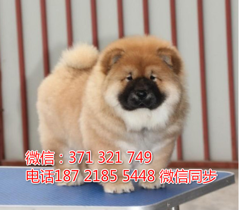 全国特惠松狮纯种幼犬 支持上门 支持空运汽运 包健康蜕