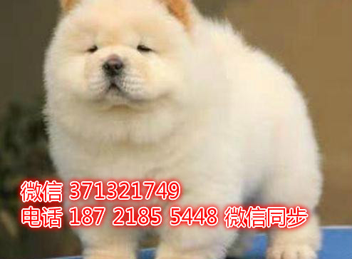 特价 松狮犬出售纯种幼犬 专业繁殖专业发货 可上门看状