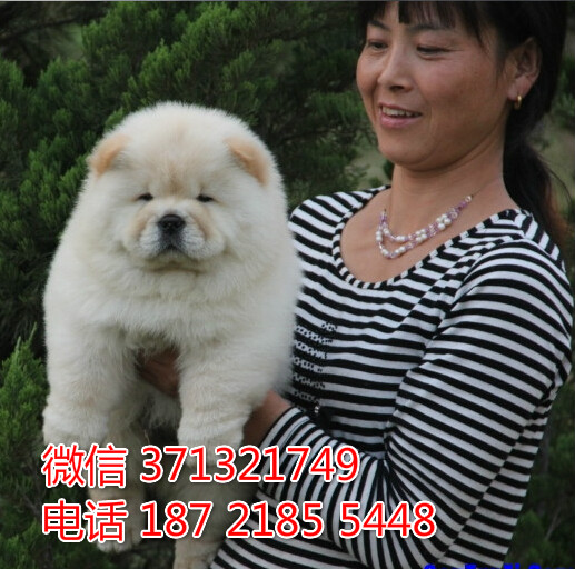 宠物市场 哪里有宠物松狮犬，精品小型中型大型