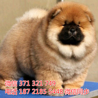 松狮犬纯种幼犬出售，犬舍直销松狮犬 犬舍狗场