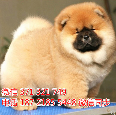 松狮犬纯种幼犬出售，犬舍直销松狮犬 犬舍狗场宠物狗吵