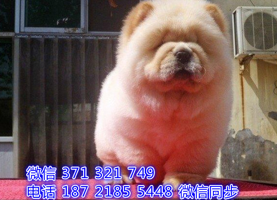 犬舍直销，哪里有宠物松狮，精品小型中型大型犬狗