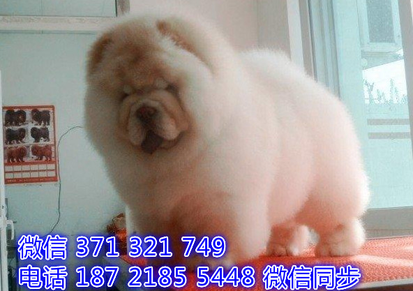 犬舍直销，哪里有宠物松狮，精品小型中型大型犬狗狗俣