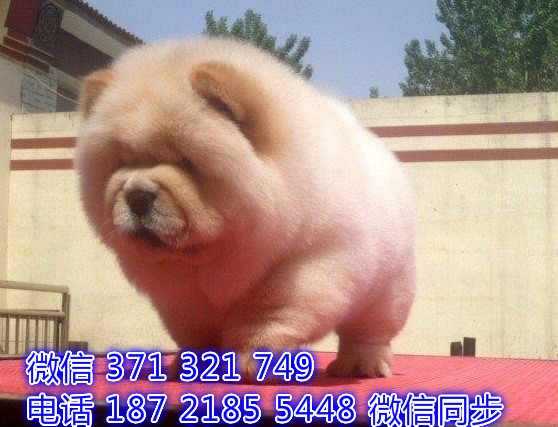 犬舍直销，哪里有宠物松狮，精品小型中型大型犬狗狗肿