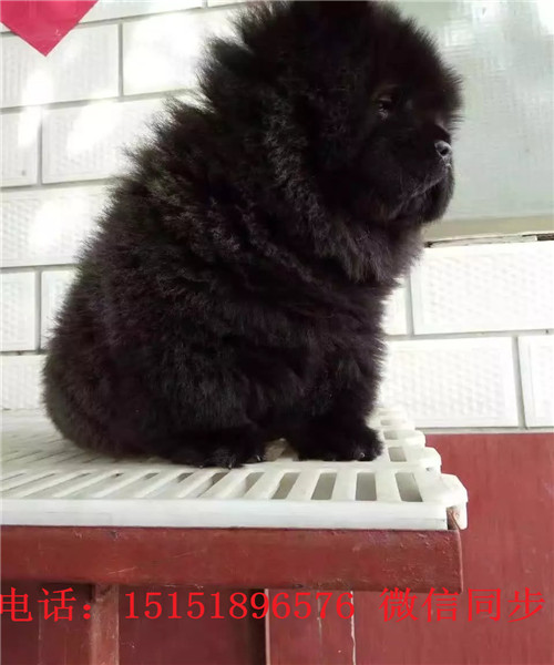 扬州黑色松狮 白色松狮黄色松狮出售 松狮价格 扬州松狮买卖