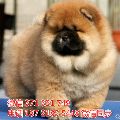 松狮犬纯种幼犬出售，犬舍直销松狮犬 犬舍狗场宠物狗吵