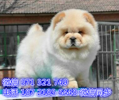 松狮宠物买卖 宠物市场 宠物狗狗图片宠物网健康浊