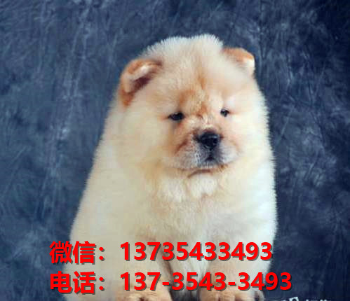 临汾宠物狗狗犬舍出售纯种松狮犬幼犬卖狗买狗