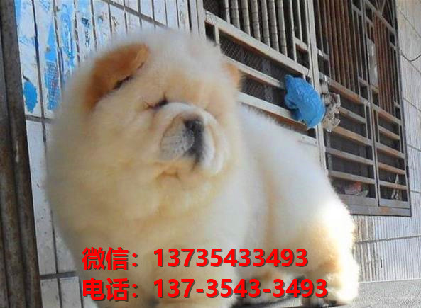 朔州宠物狗狗犬舍出售纯种松狮犬卖狗买狗地方有狗场