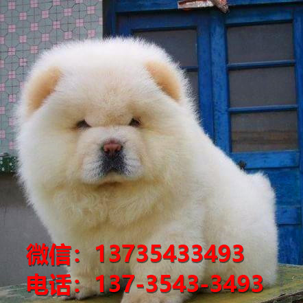 长治宠物狗狗犬舍出售纯种松狮犬卖狗买狗地方在哪有狗市场