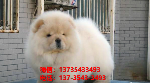 南京宠物狗狗犬舍出售纯种松狮犬幼犬卖狗买狗地方哪有狗市场