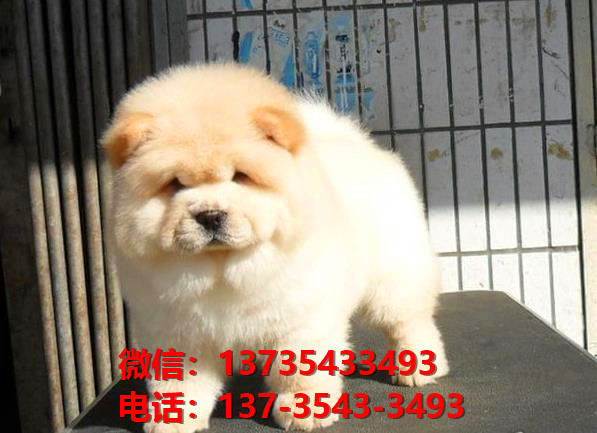 朔州宠物狗狗犬舍出售纯种松狮犬卖狗买狗地方有狗场