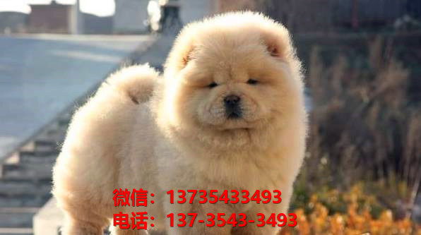 长治宠物狗狗犬舍出售纯种松狮犬卖狗买狗地方在哪有狗市场