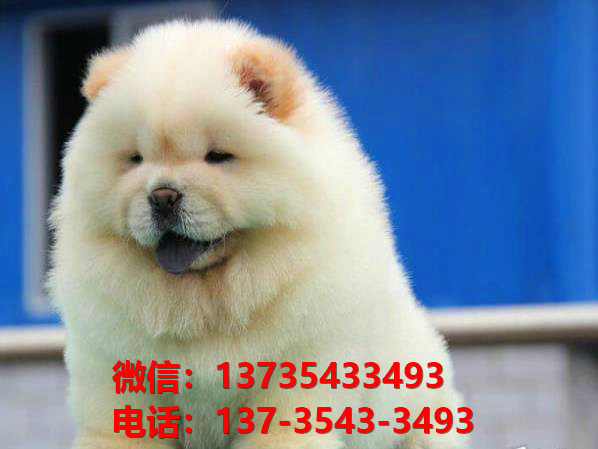 潍坊宠物狗狗犬舍领养纯种松狮幼犬网上买狗卖狗网站在哪里有狗市场