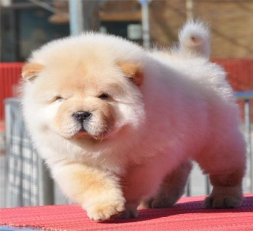 广州买狗 广州哪里有买狗靠谱 松狮犬一只多少钱