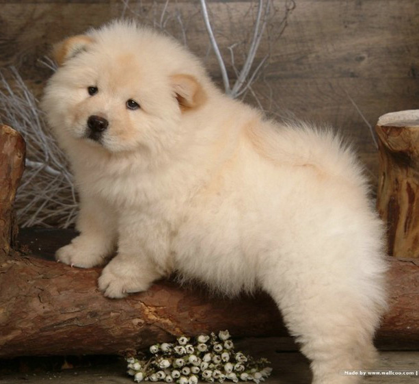 广州买狗 广州哪里有买狗靠谱 松狮犬一只多少钱