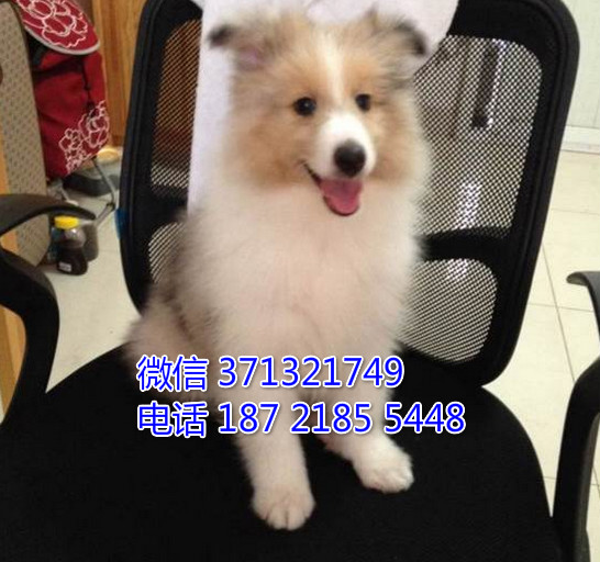 苏格兰牧羊犬纯种幼犬，三色苏牧。武汉本地出售