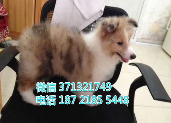 苏格兰牧羊犬纯种幼犬，三色苏牧。健康保障 广州犬舍