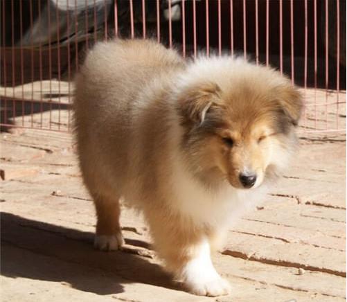 石家庄宠物狗狗出售纯种苏格兰牧羊犬幼犬本地