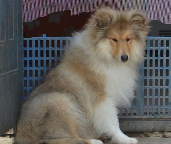 温州宠物狗狗出售纯种苏格兰牧羊犬幼犬本地犬