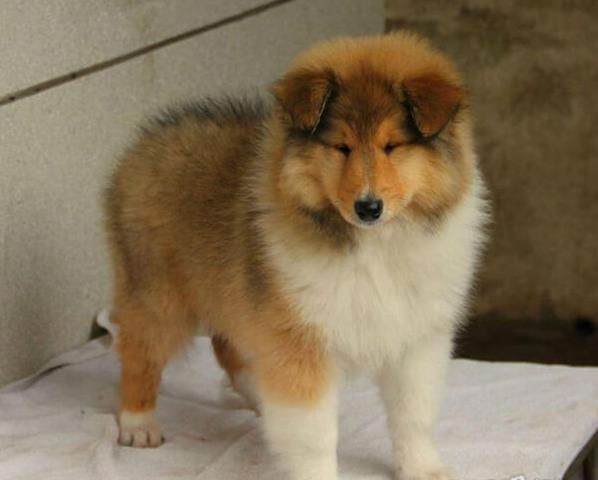 哈尔滨宠物狗狗出售纯种苏格兰牧羊犬幼犬本地