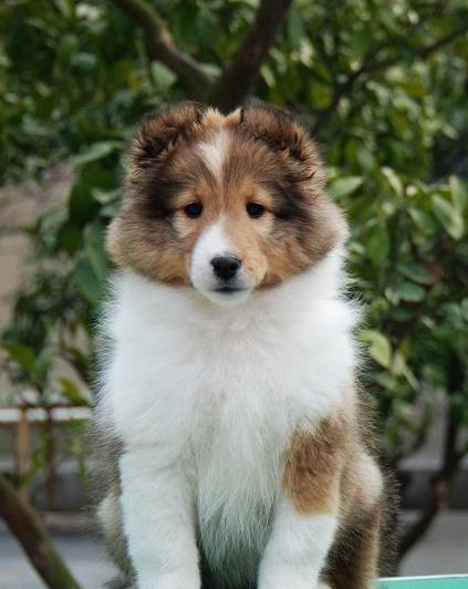 合肥宠物狗狗出售纯种苏格兰牧羊犬幼犬本地犬