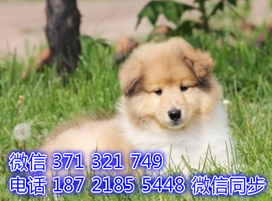 苏格兰牧羊犬宠物买卖 宠物市场 宠物狗狗图片宠物网 指