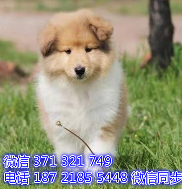 苏格兰牧羊犬宠物买卖 宠物市场 宠物狗狗图片宠物网 怖