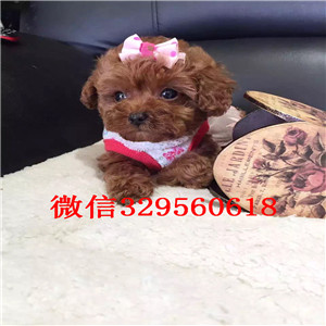 白山哪里有卖棕色泰迪茶杯泰迪犬长不大的茶杯