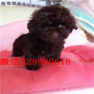 济南出售超可爱泰迪茶杯泰迪犬泰迪多少钱