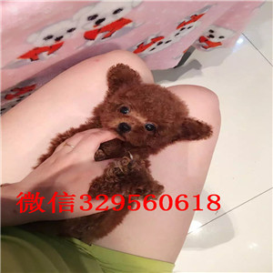 新余哪里有卖精品泰迪小体泰迪泰迪多少钱