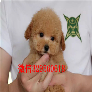 萍乡出售黑色泰迪泰迪幼犬泰迪多少钱