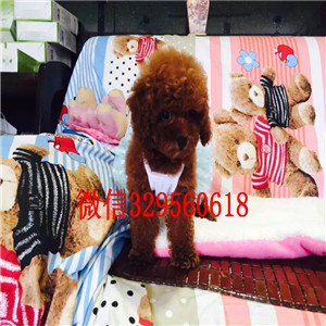 铜川出售灰色泰迪茶杯泰迪犬长不大的茶杯泰迪