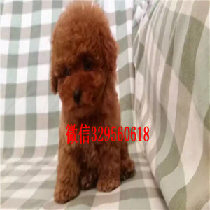 东营出售纯种泰迪泰迪幼犬泰迪价格