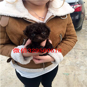 宝坻哪里有卖精品泰迪茶杯泰迪犬泰迪图片