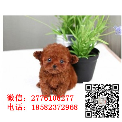 东营哪里有卖茶杯泰迪犬 小体长不大泰迪红色