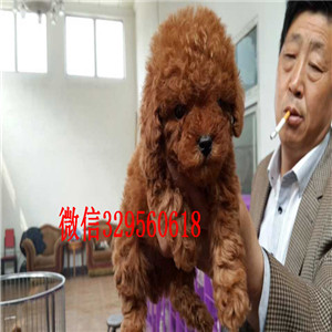 沈阳哪里有卖黑色泰迪玩具泰迪泰迪图片