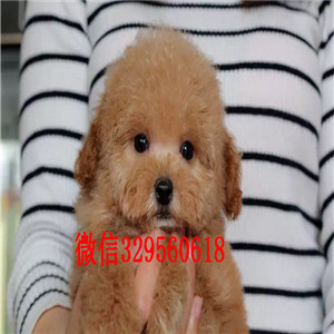 朔州哪里能买到精品泰迪玩具泰迪泰迪多少钱