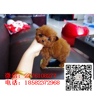 鸡西哪里有卖茶杯泰迪犬 小体长不大泰迪红色