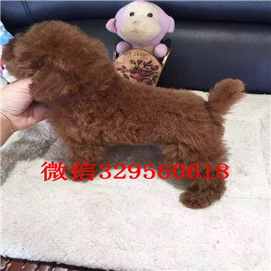 平顶山哪里有卖超可爱泰迪玩具泰迪泰迪图片