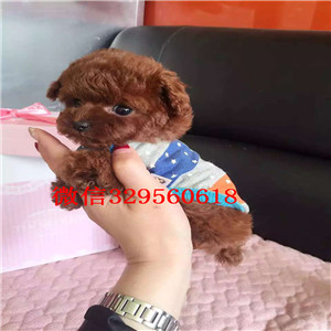 纯种韩系泰迪熊 茶杯 玩具 可爱至极