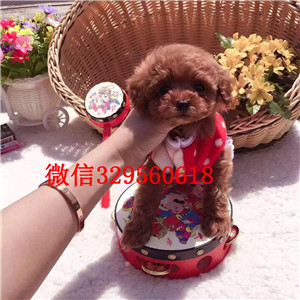 萍乡哪里有泰迪幼犬出售 泰迪哪里的比较好  